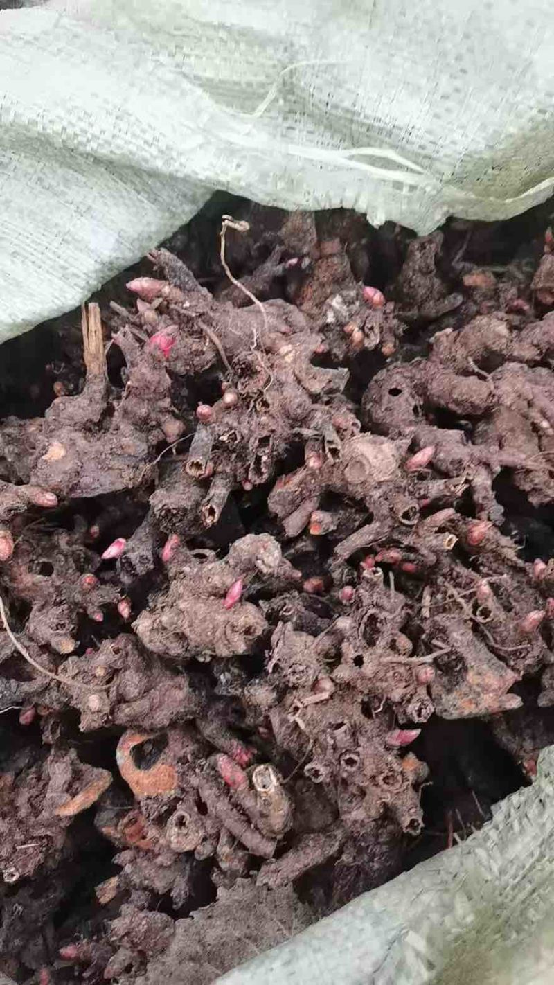 老本打白芍苗