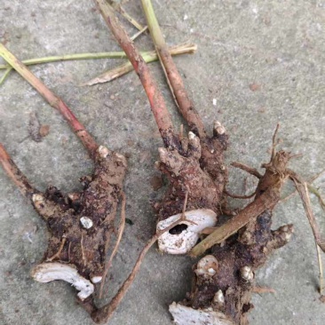 老本打白芍苗
