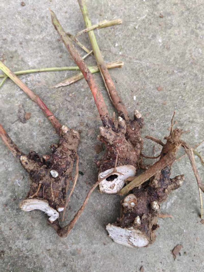 老本打白芍苗