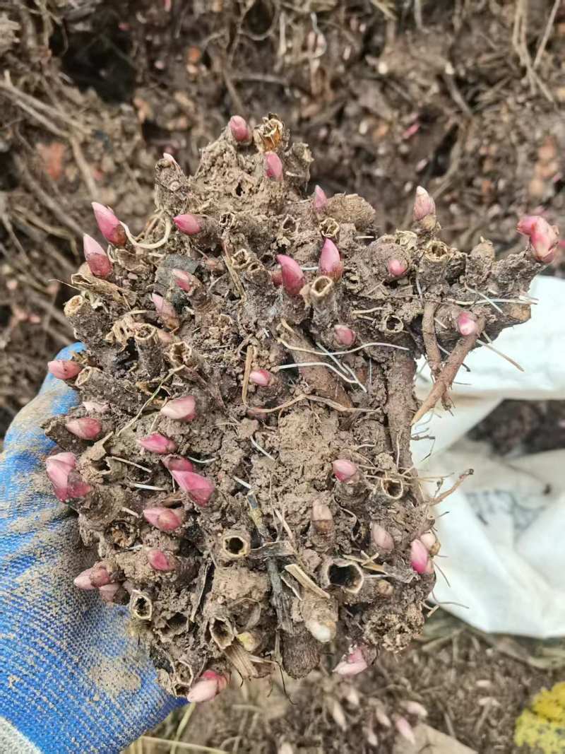 中药材药材种苗