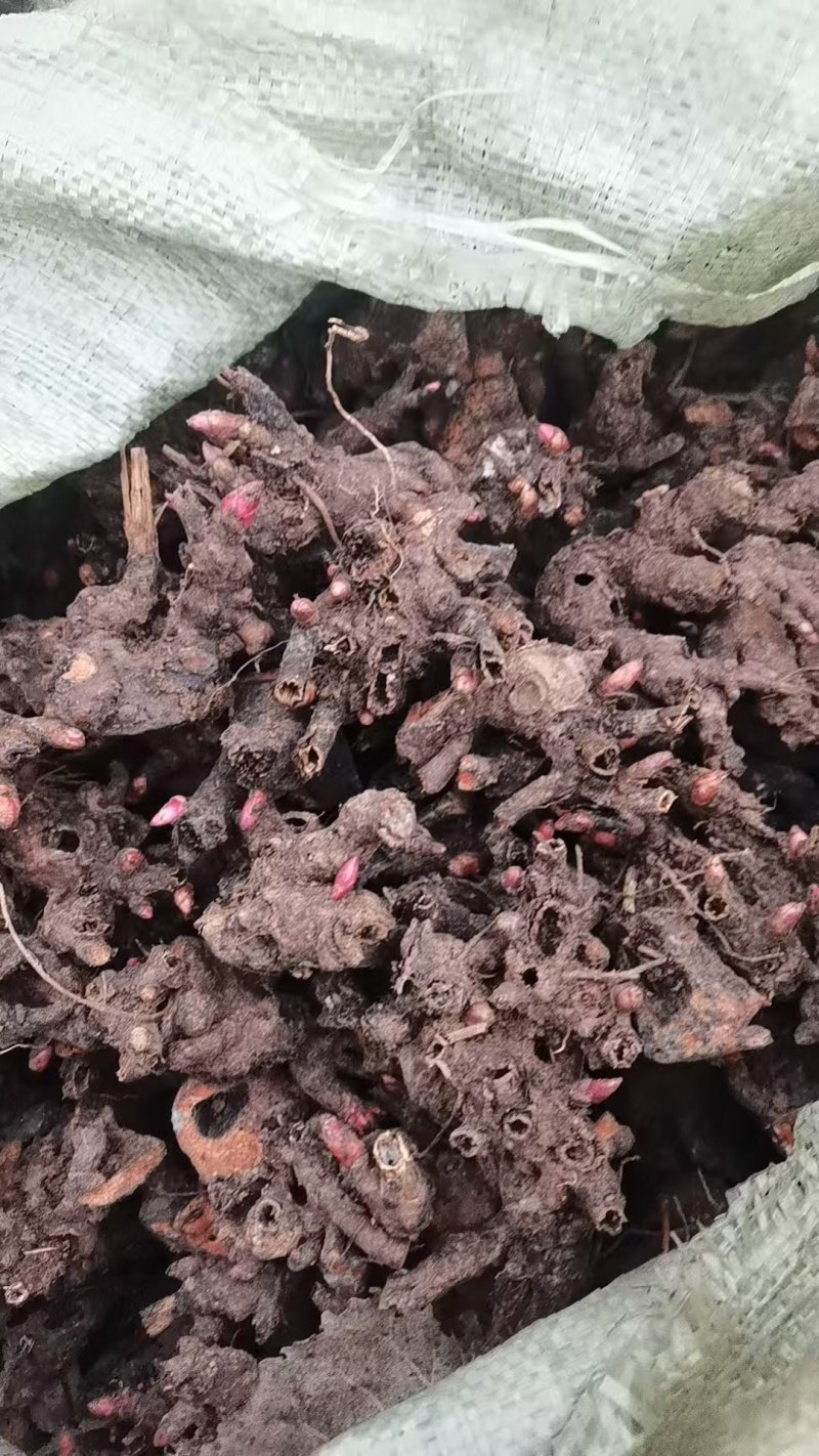中药材药材种苗