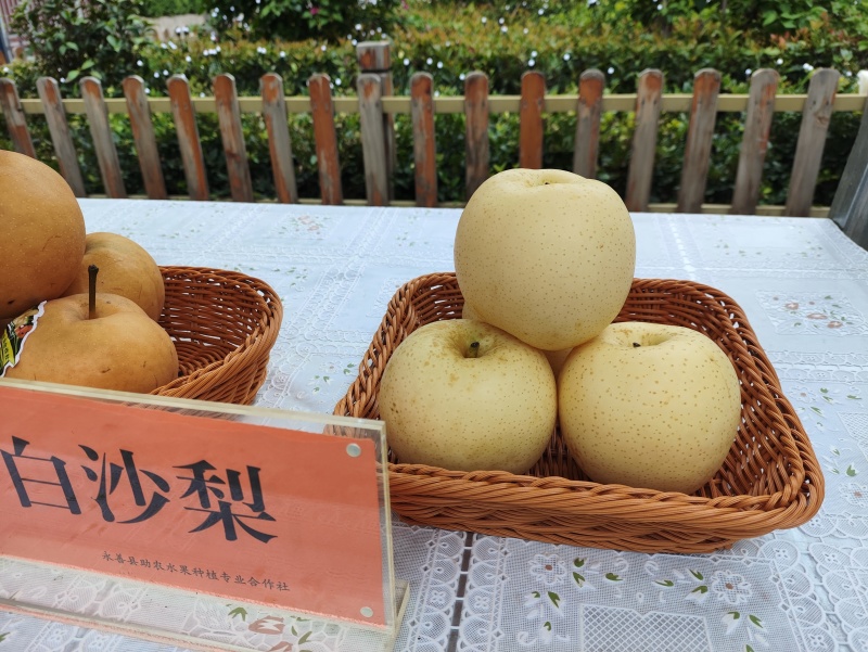 永善白沙梨