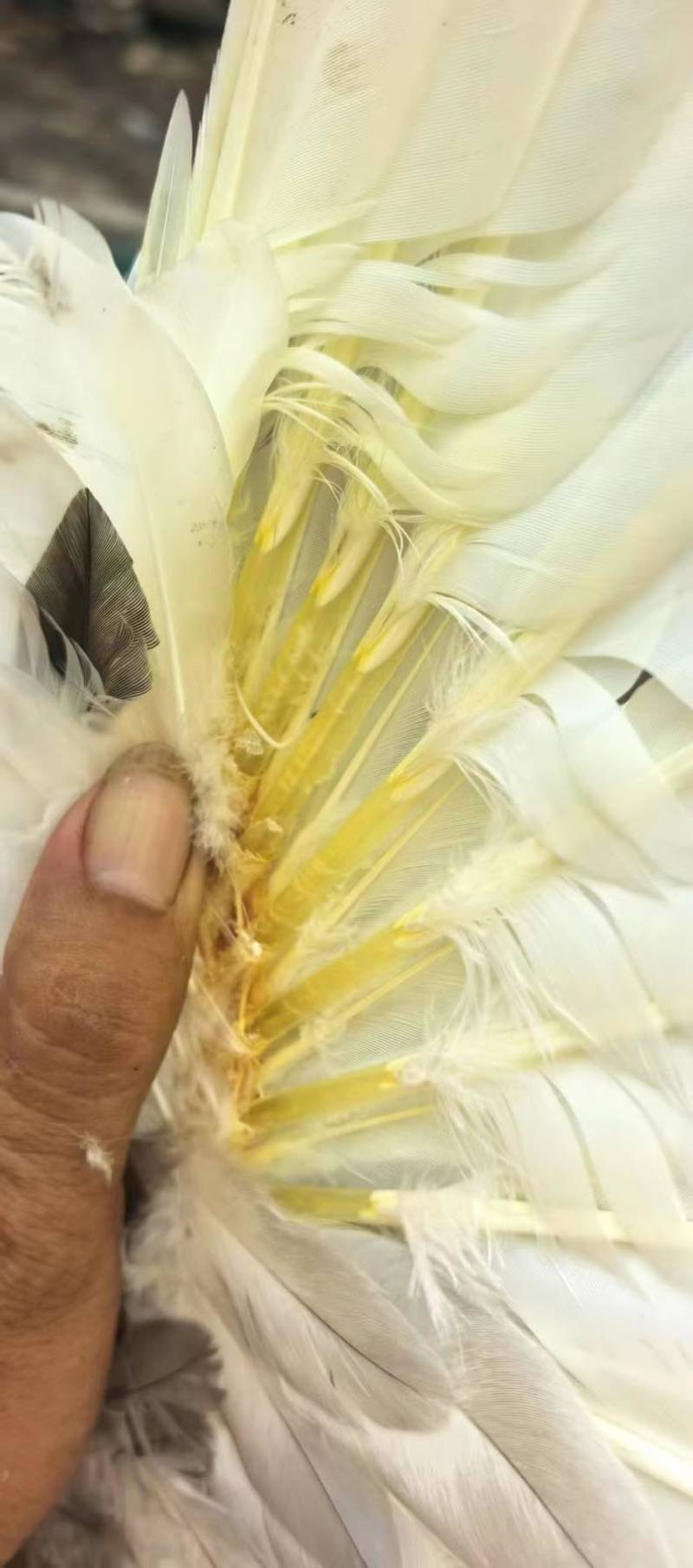 96天干完筒花番鸭，5.78斤左右，南宁