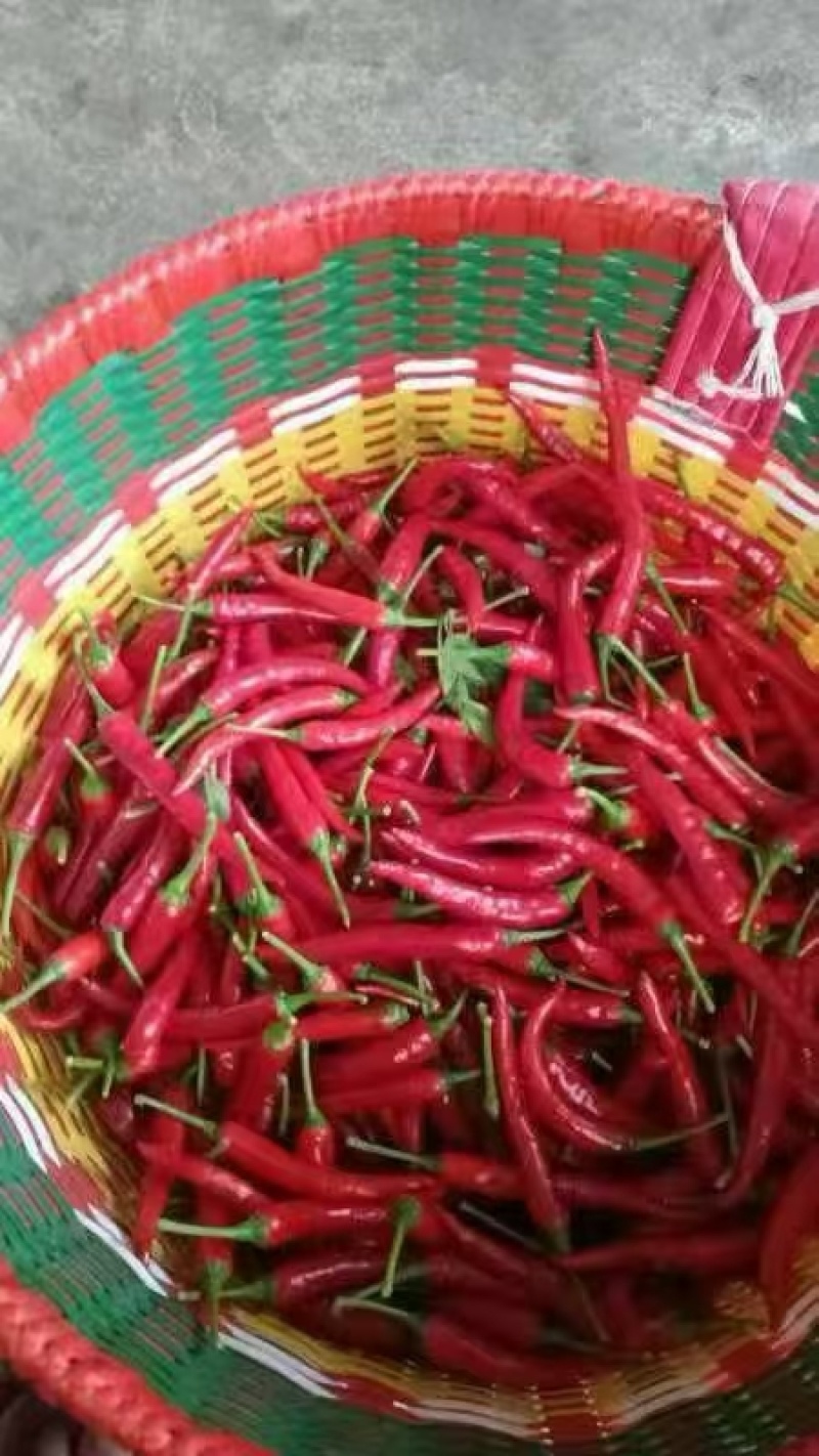 辣椒，小米椒大量供应中
