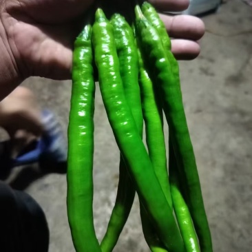 辣椒，小米椒大量供应中