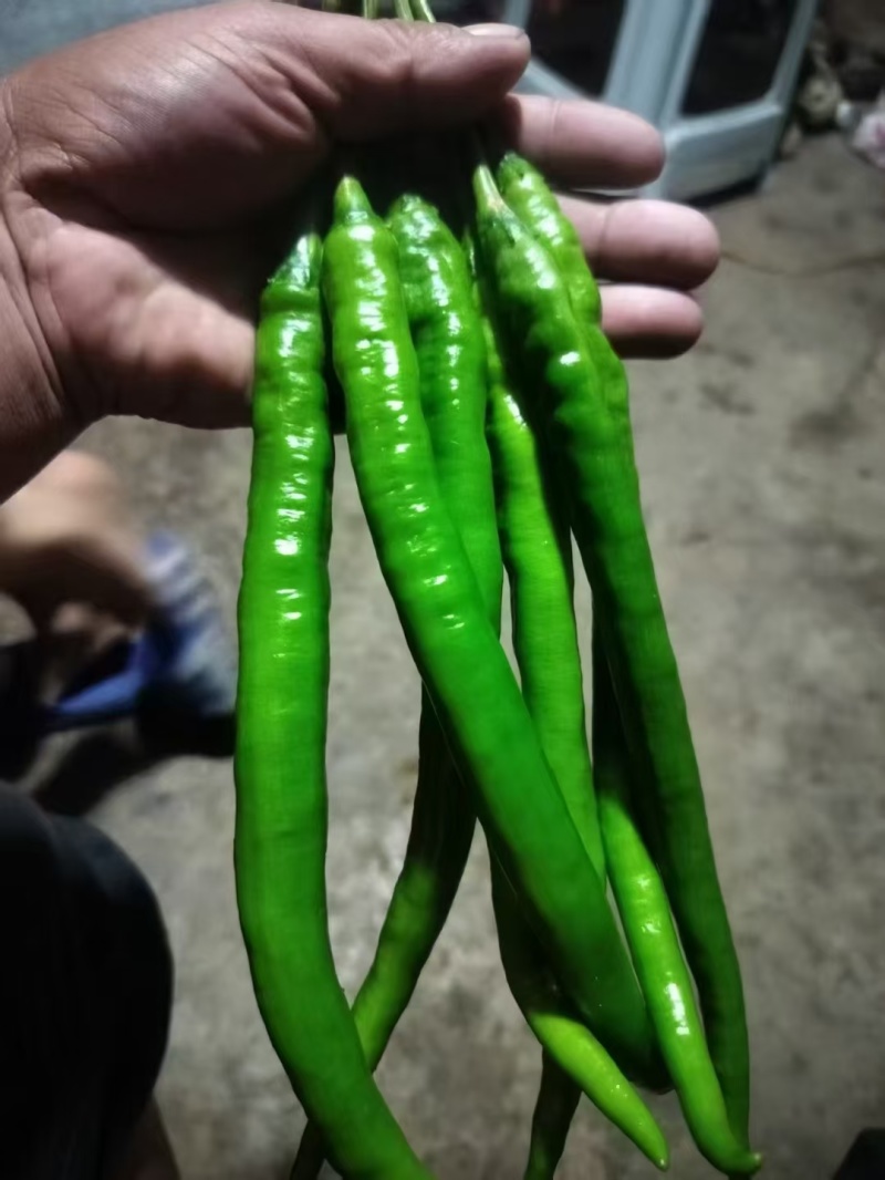 辣椒，小米椒大量供应中