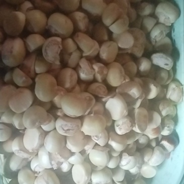 板栗