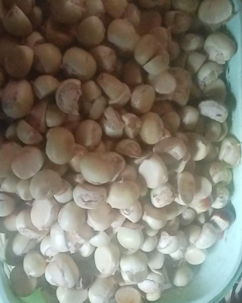 板栗