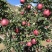 天水高山花牛，原产地