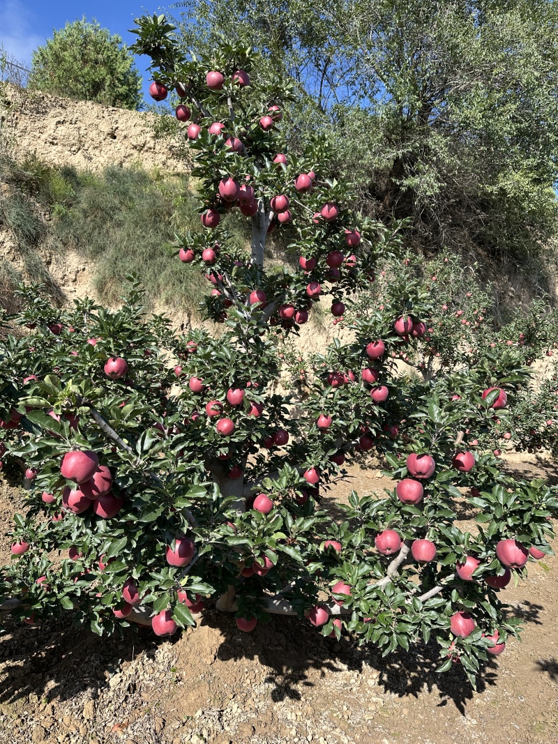 天水高山花牛，原产地