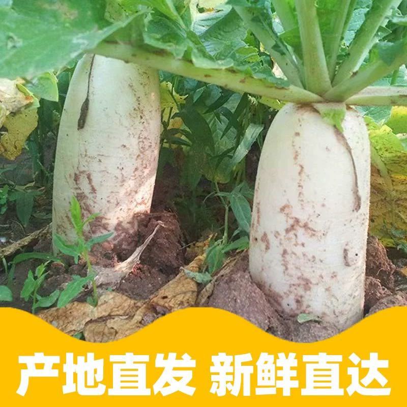 新鲜白萝卜产地自种批发洗净发货可腌制陕西可生吃新鲜***