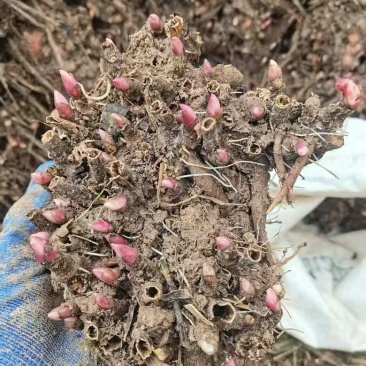 自己基地，线谱棒白芍芽子，免费包衣，包回收！