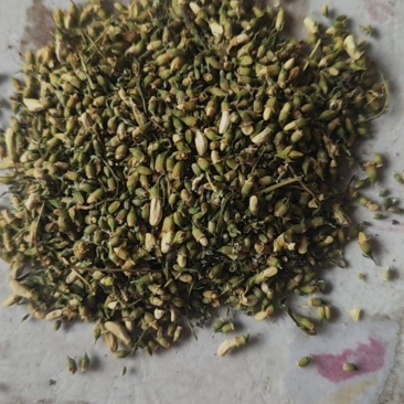卖槐米有10吨