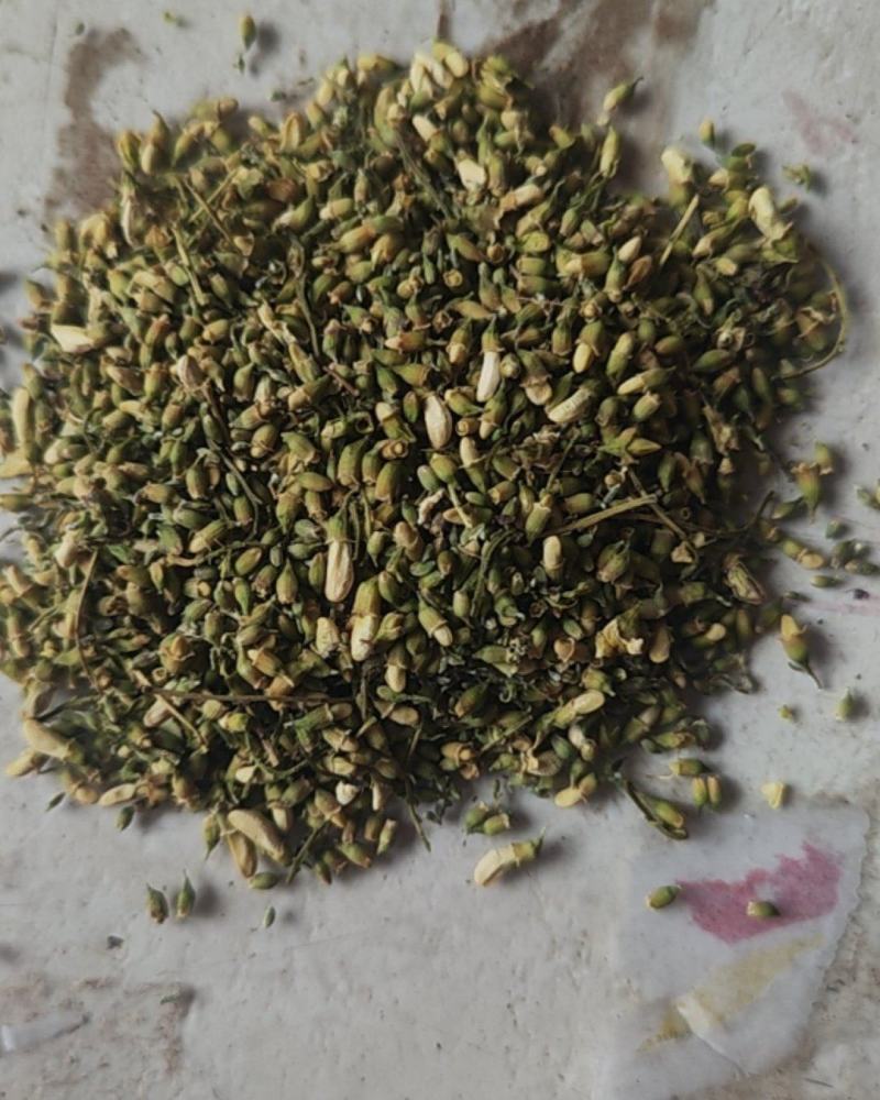 卖槐米有10吨