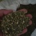 卖槐米有10吨