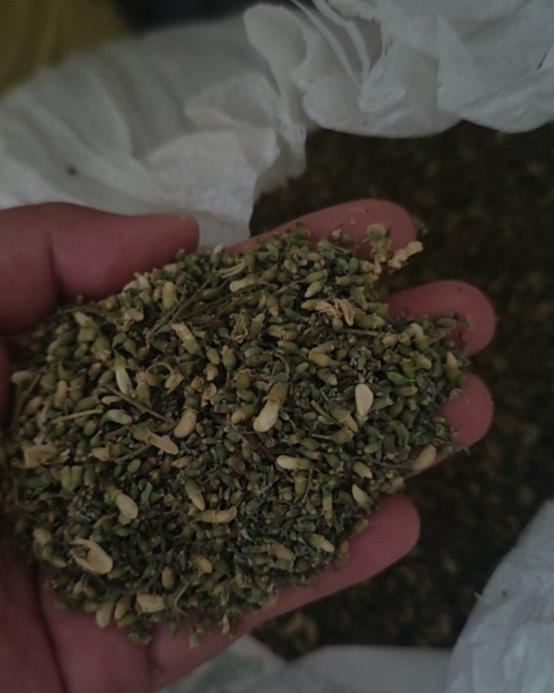 卖槐米有10吨
