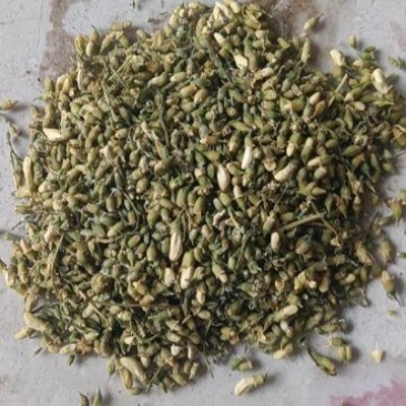 槐米有10吨