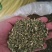 槐米有10吨