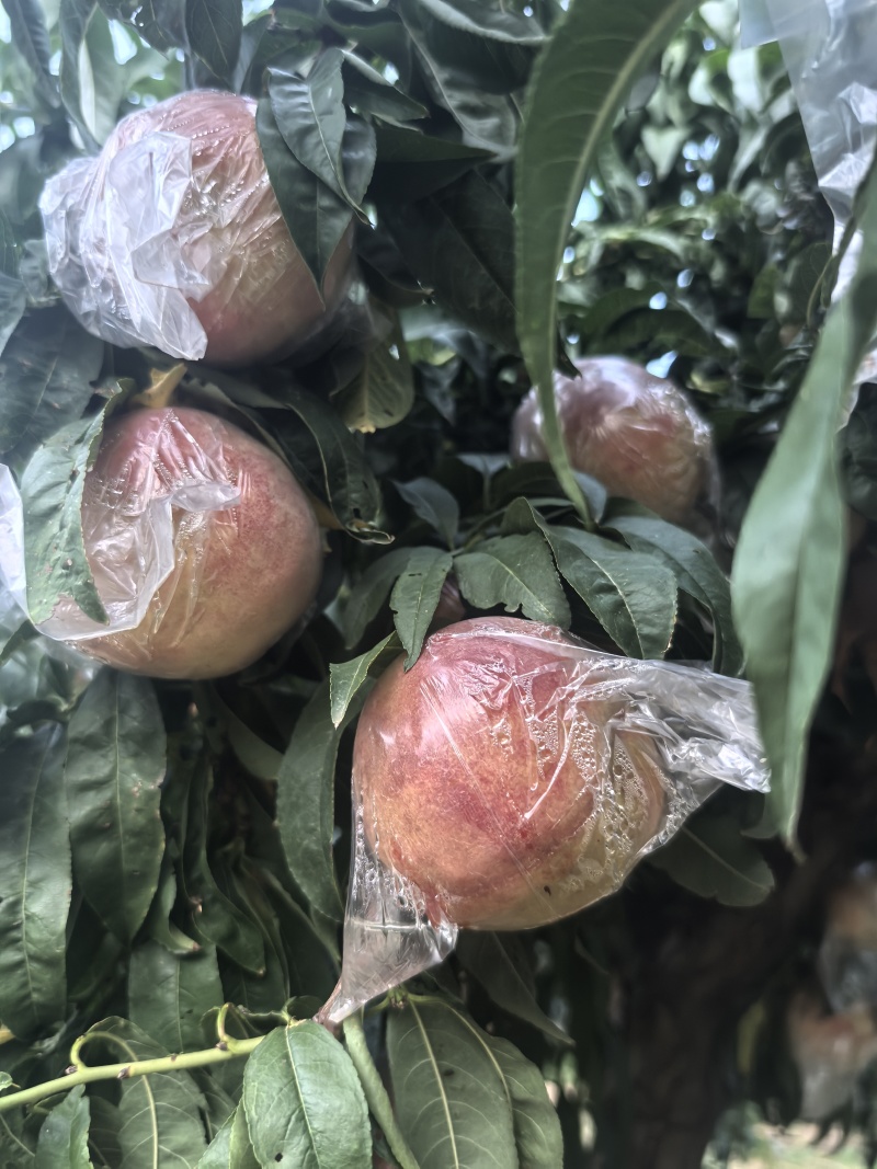 秦王桃