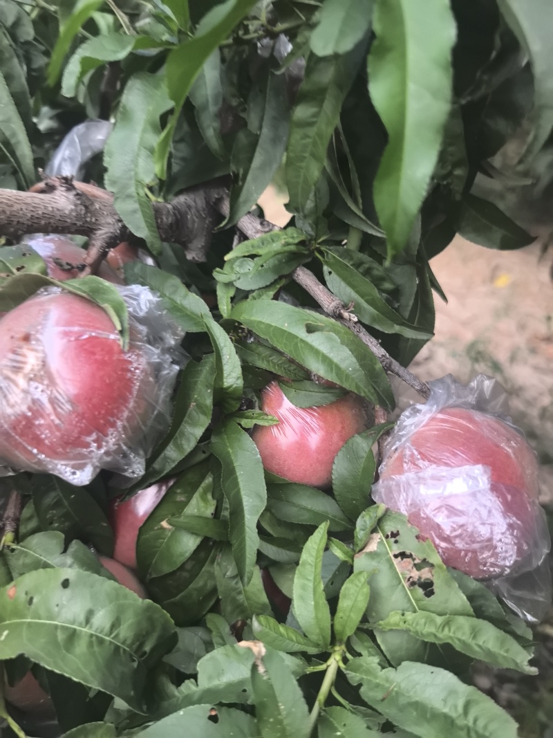 秦王桃