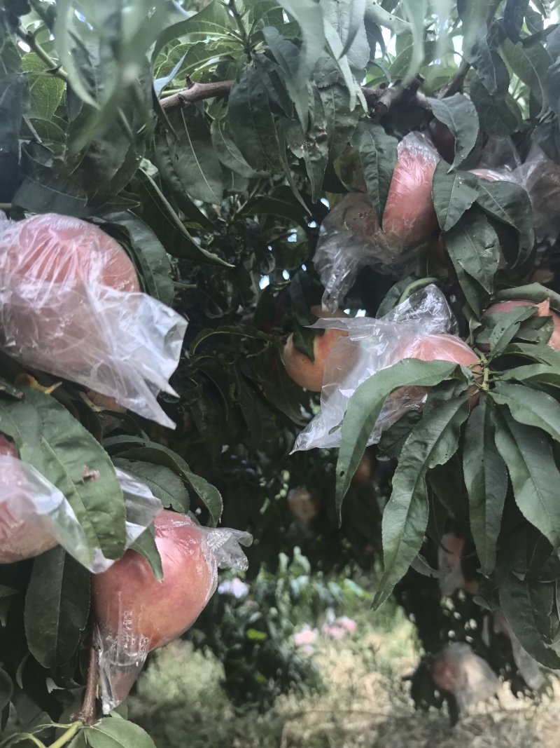 秦王桃