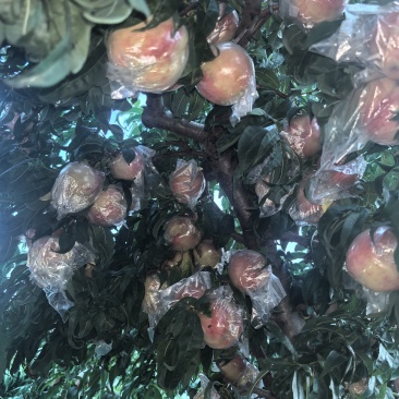 秦王桃