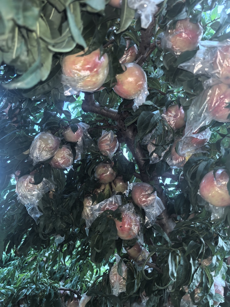 秦王桃
