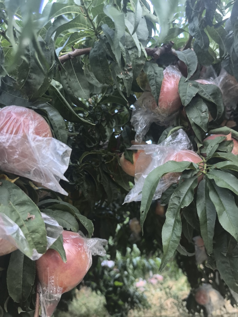 秦王桃