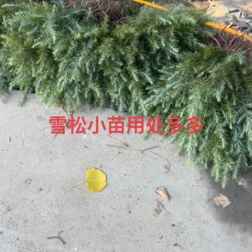 雪松树苗雪松小苗雪松幼苗批发，包邮发货雪松