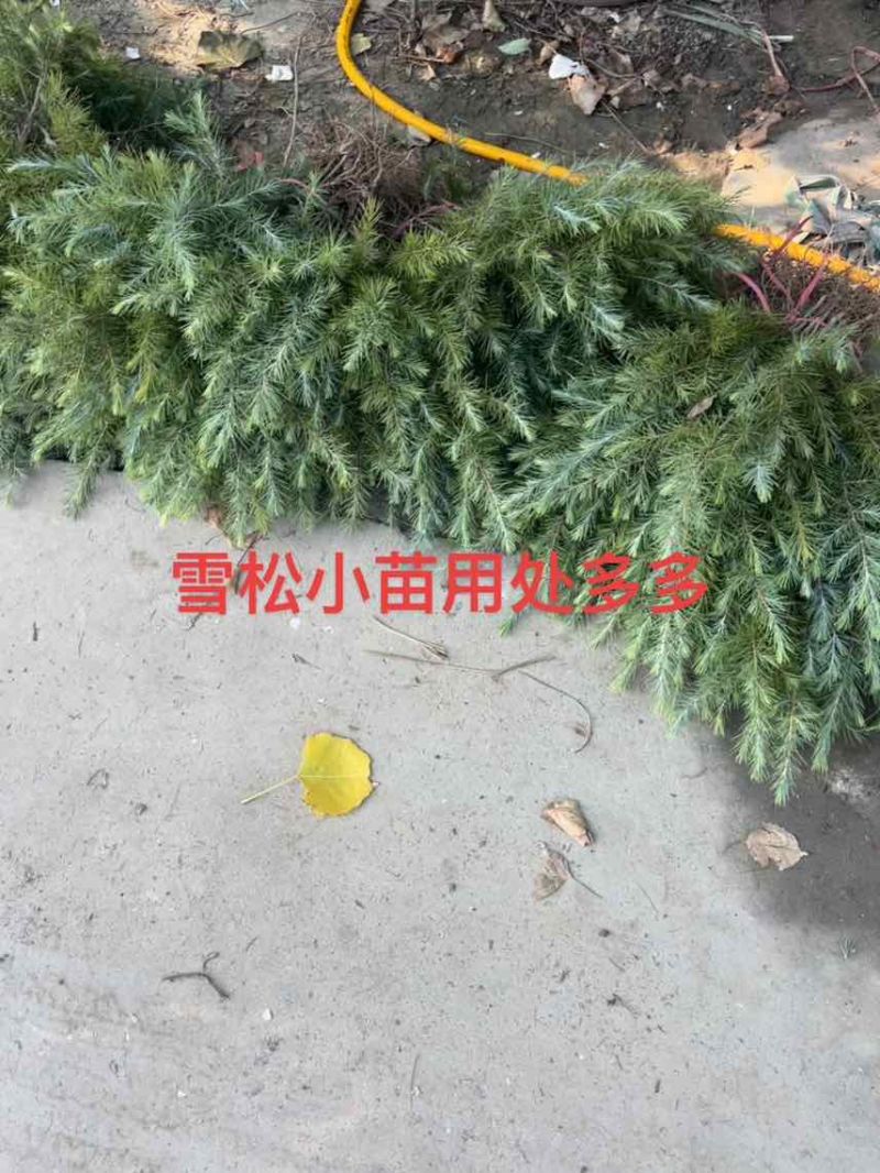雪松树苗雪松小苗雪松幼苗批发，包邮发货雪松
