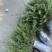 雪松树苗雪松小苗雪松幼苗批发，包邮发货雪松