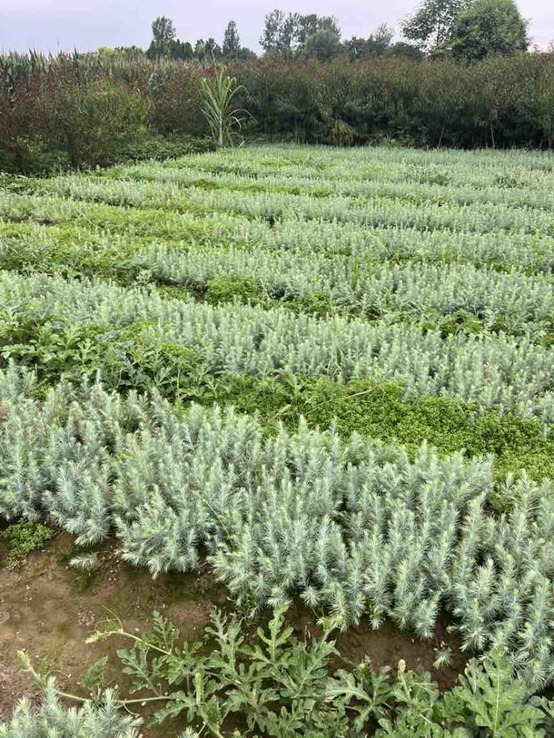 雪松树苗雪松小苗雪松幼苗批发，包邮发货雪松