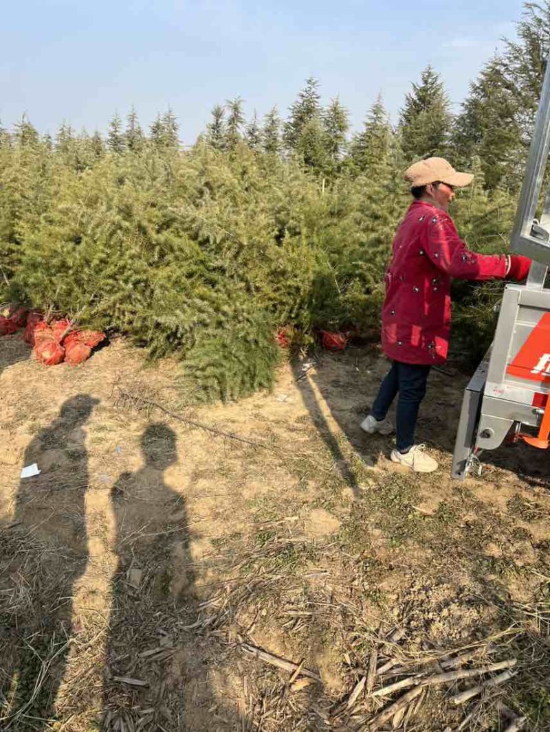 雪松树苗，雪松小苗，雪松树，一米高雪松，喜马拉雅山雪松