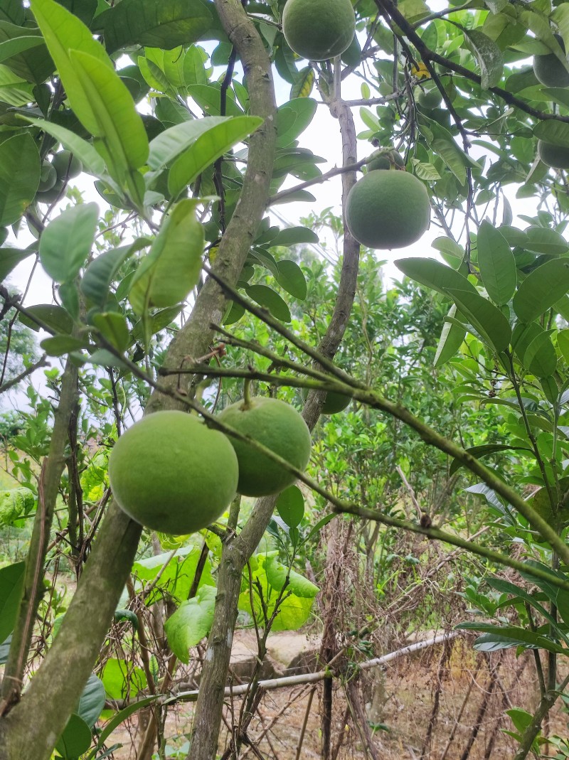 化州正毛橘红