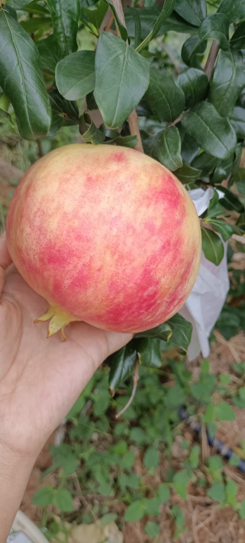 突尼斯软籽石榴