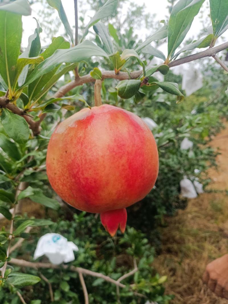 突尼斯软籽石榴