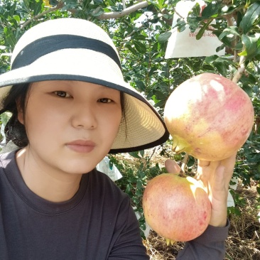 突尼斯软籽石榴