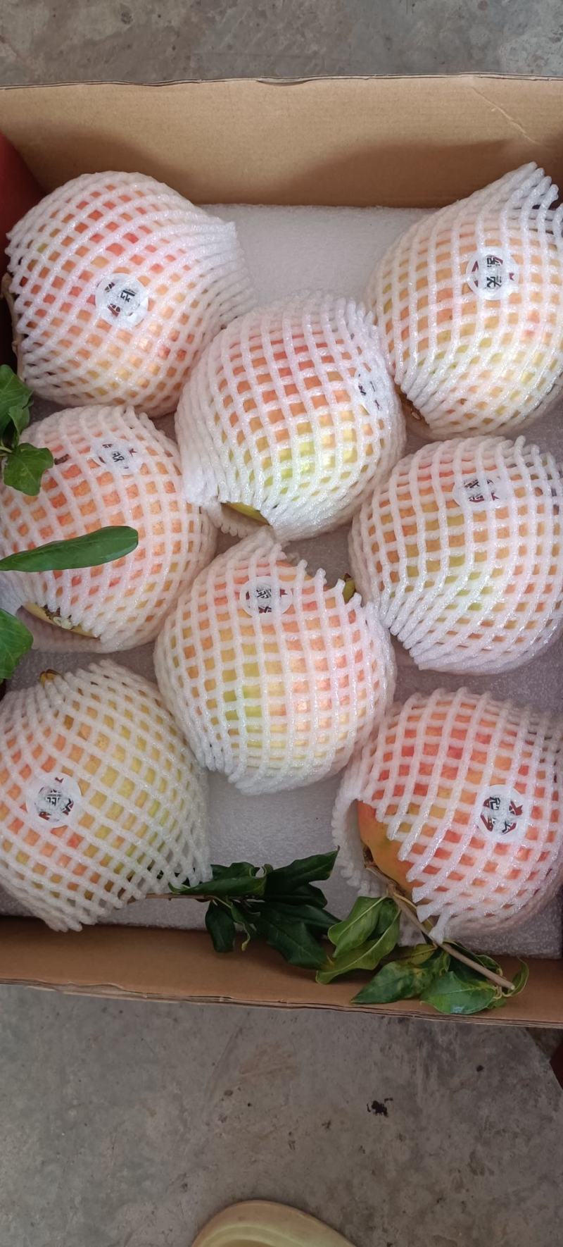突尼斯软籽石榴