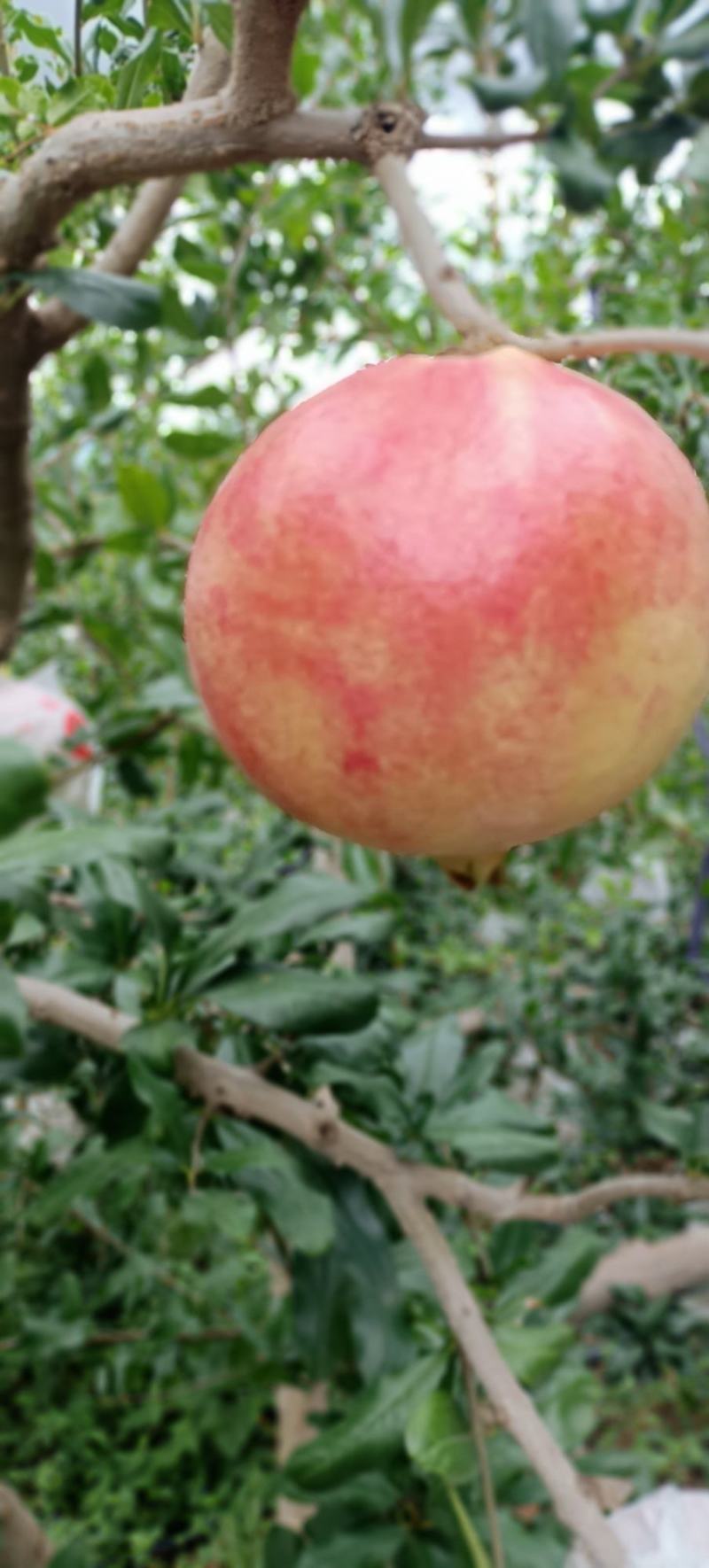 突尼斯软籽石榴