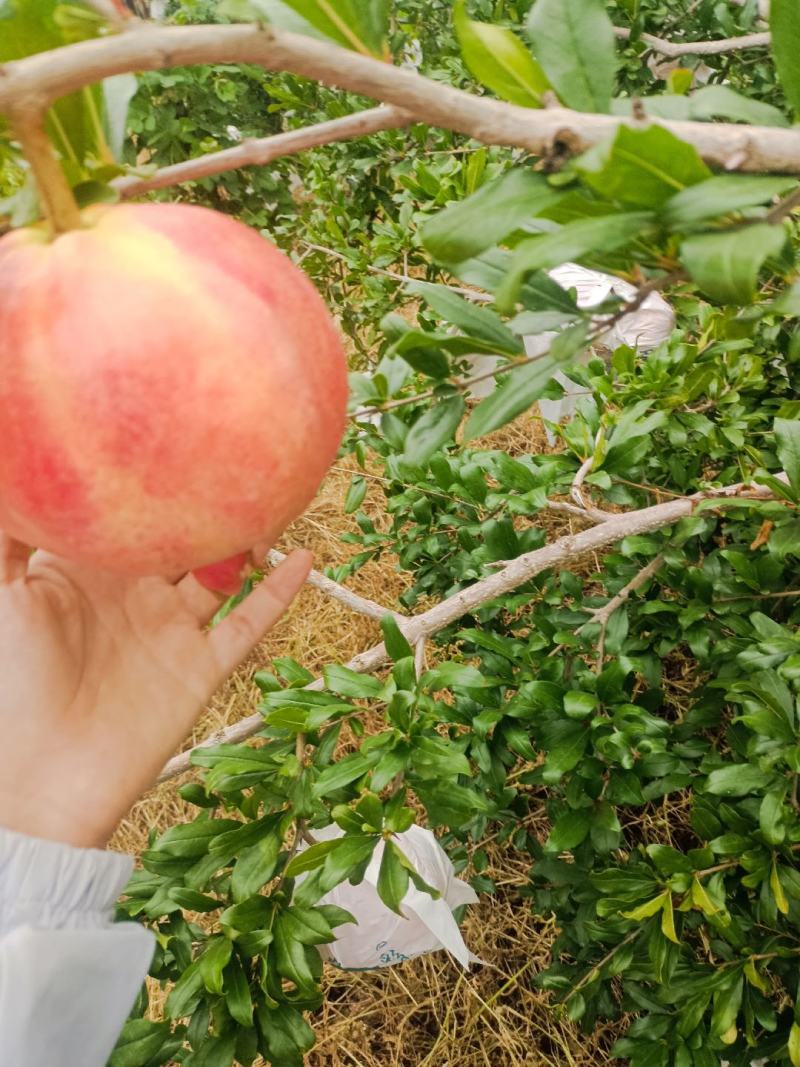 突尼斯软籽石榴