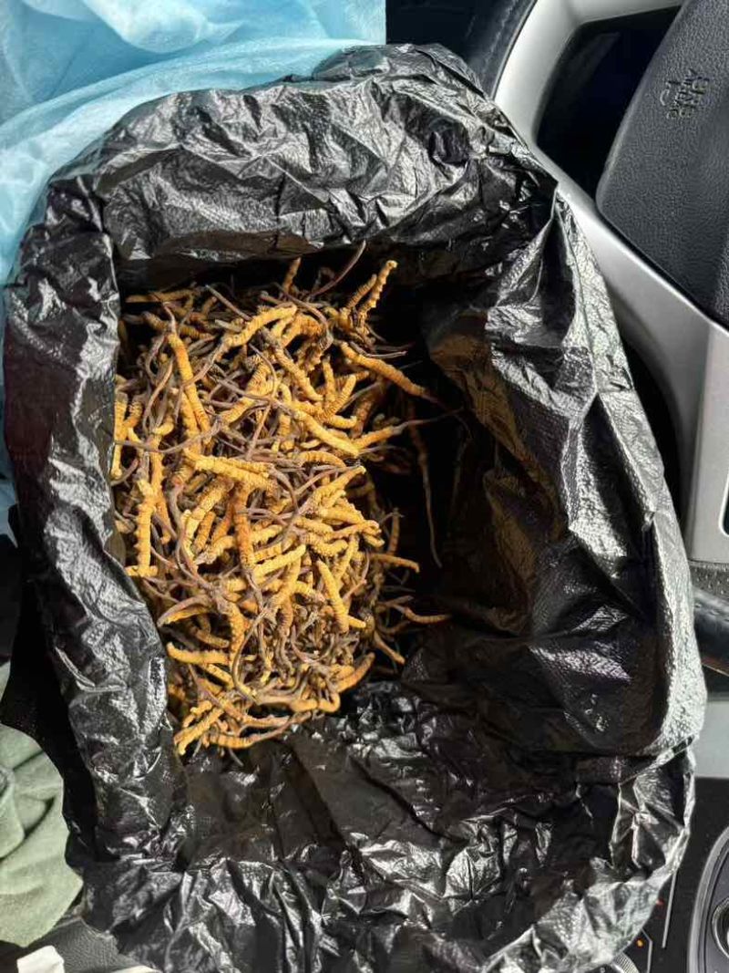 优选自产正宗虫草自然生长***让你健康更长久