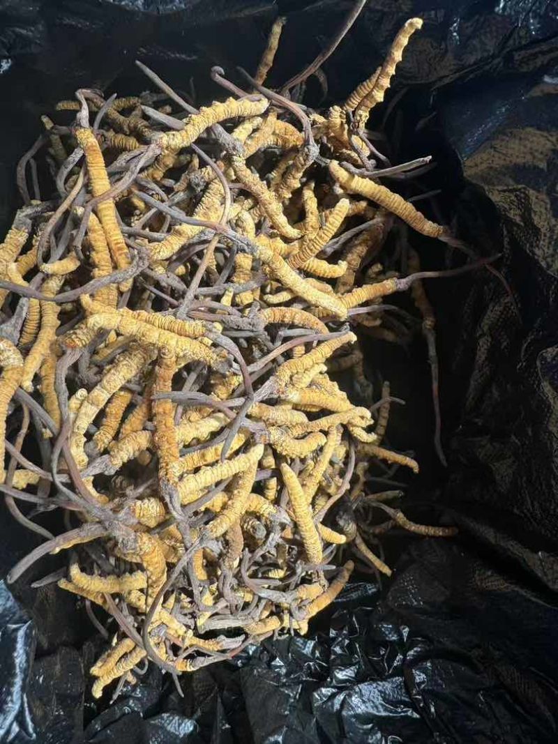 优选自产正宗虫草自然生长***让你健康更长久