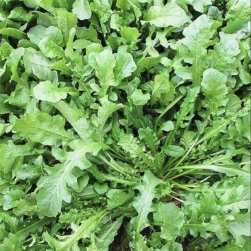 新鲜荠菜