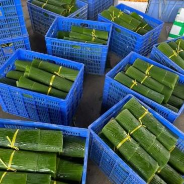 芭蕉叶大量有货