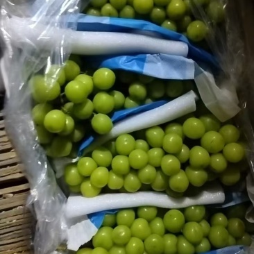涿鹿阳光玫瑰葡萄，红提葡萄，龙眼葡萄，紫田，玉露香梨，