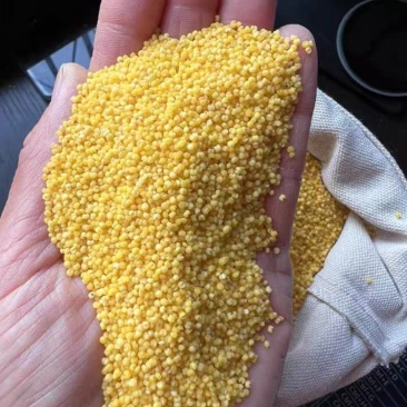 凤凰山小米
