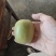 苍溪红心猕猴桃