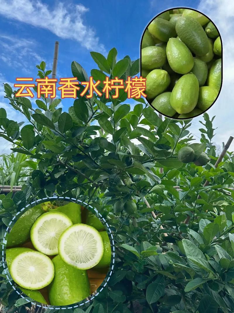 云南香水柠檬