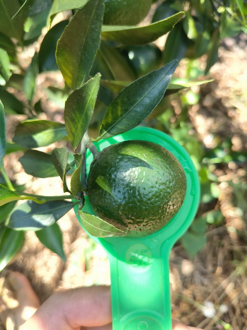 广西浦北茶枝柑小青柑
