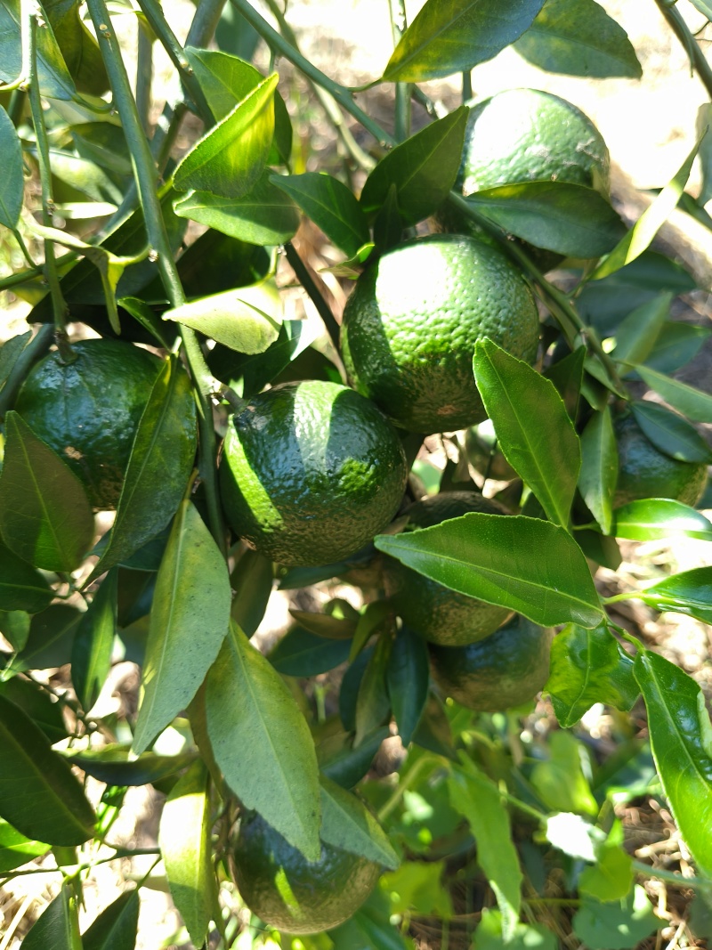 广西浦北茶枝柑小青柑